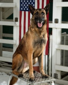 German Shepherd American Flag