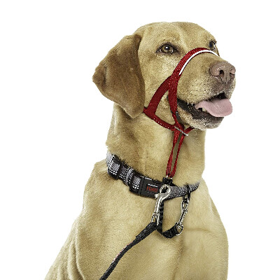 halti dog harness