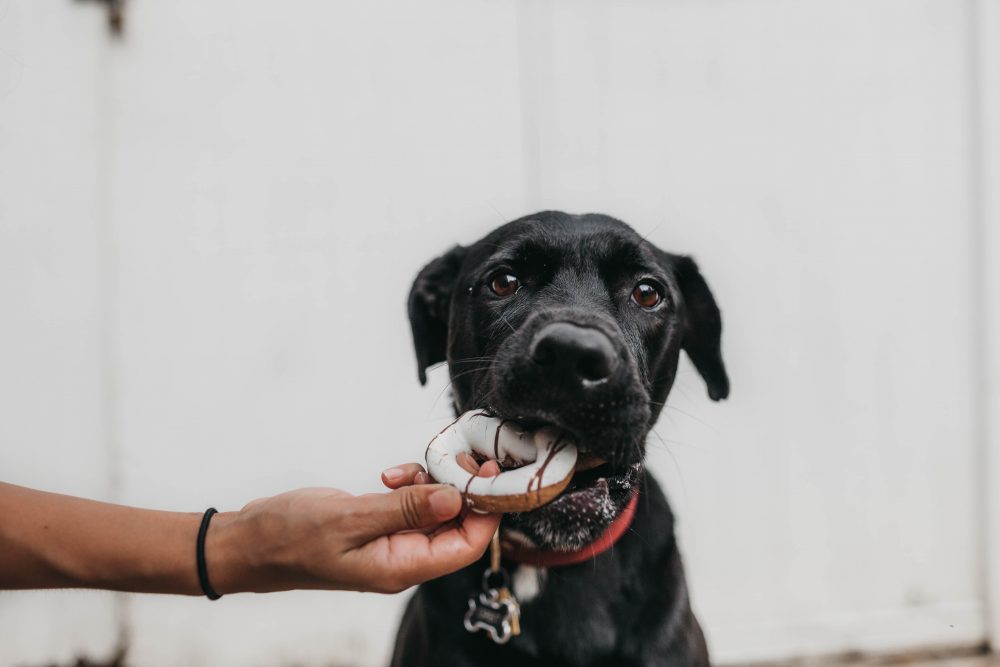 Dog food discount limited ingredients allergies