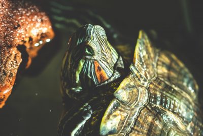 Are Turtles Good Pets for Kids?